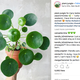 Illustration for article titled Get This Trendy Instagram Plant Away From Me
